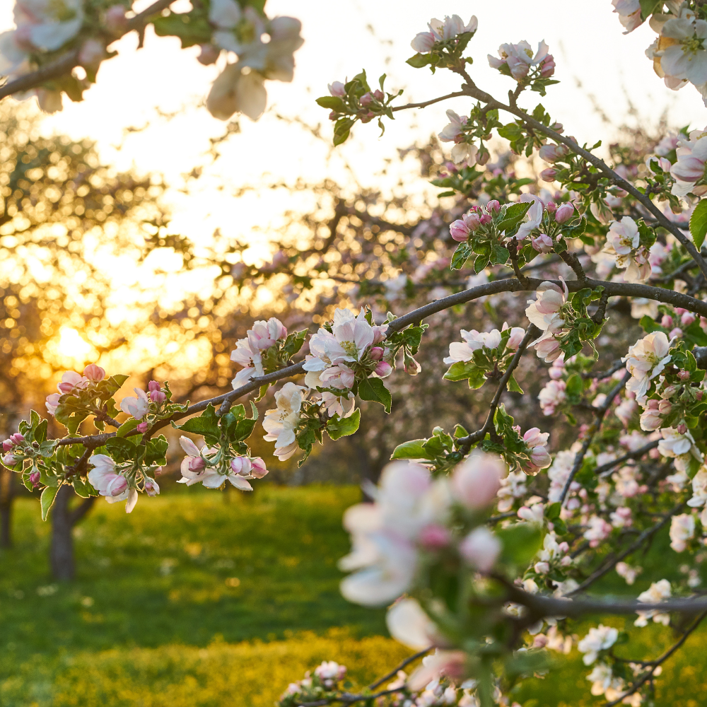 Äppelträd som blommar i solen