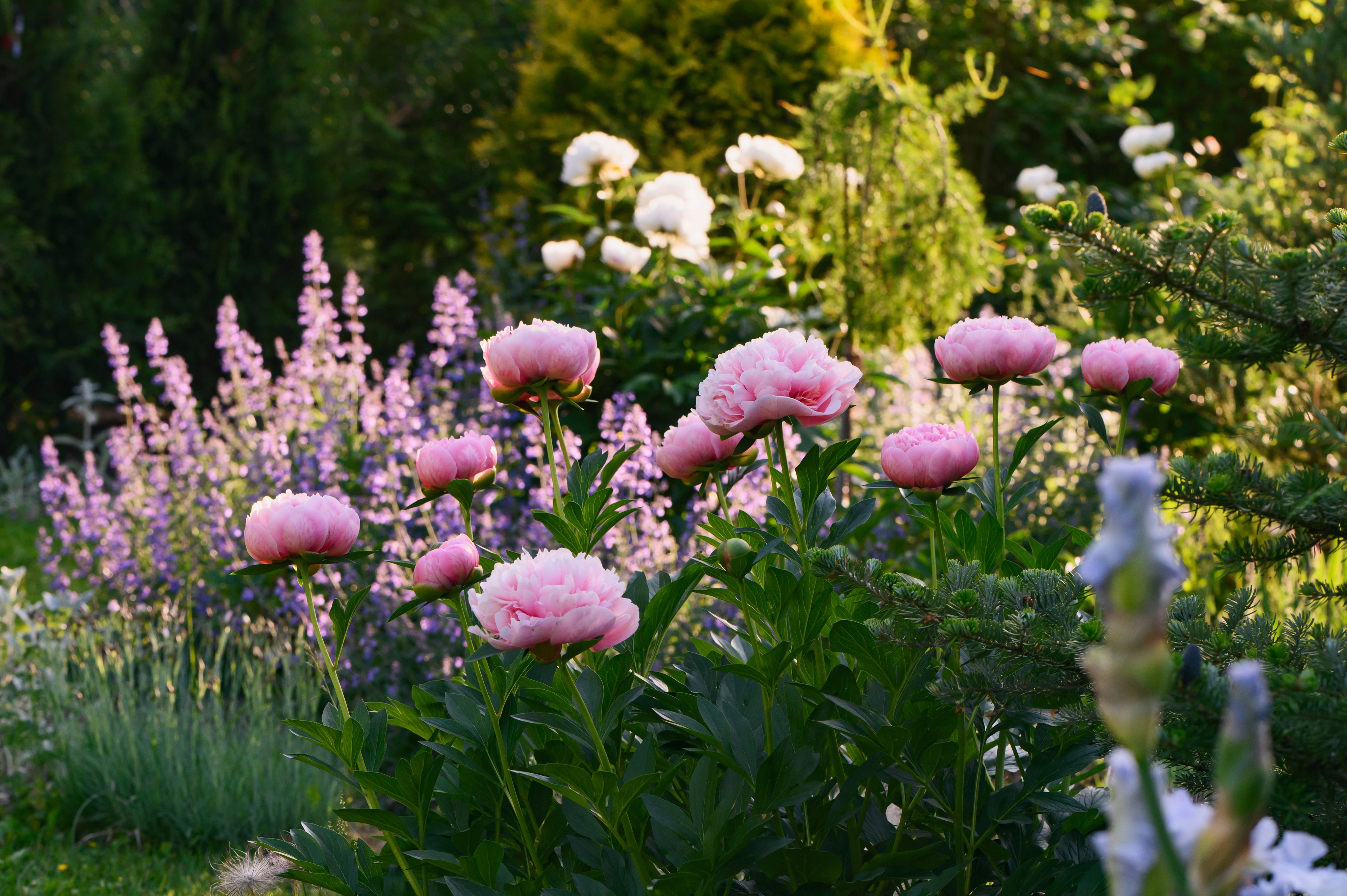 Rosa pioner i närbild